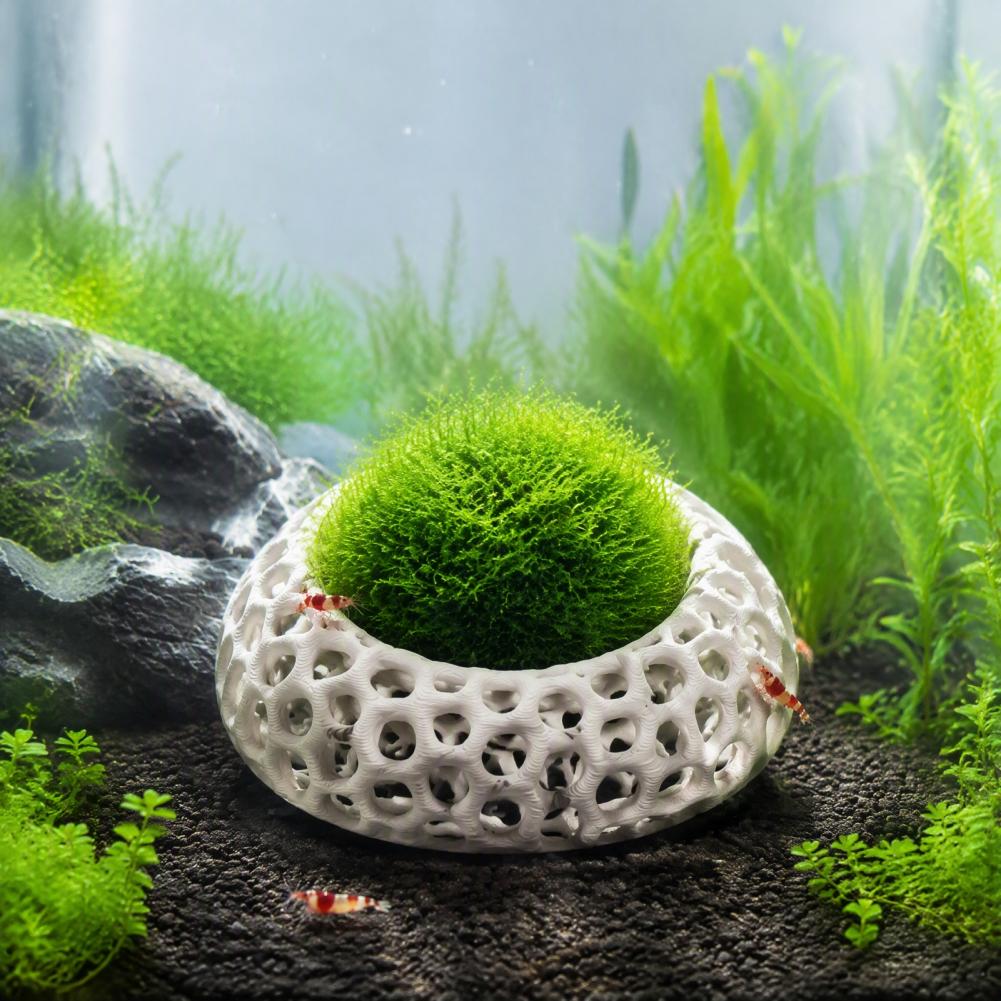 Planted Aquarium Anubias - Décor pour aquarium de crevettes cerises,