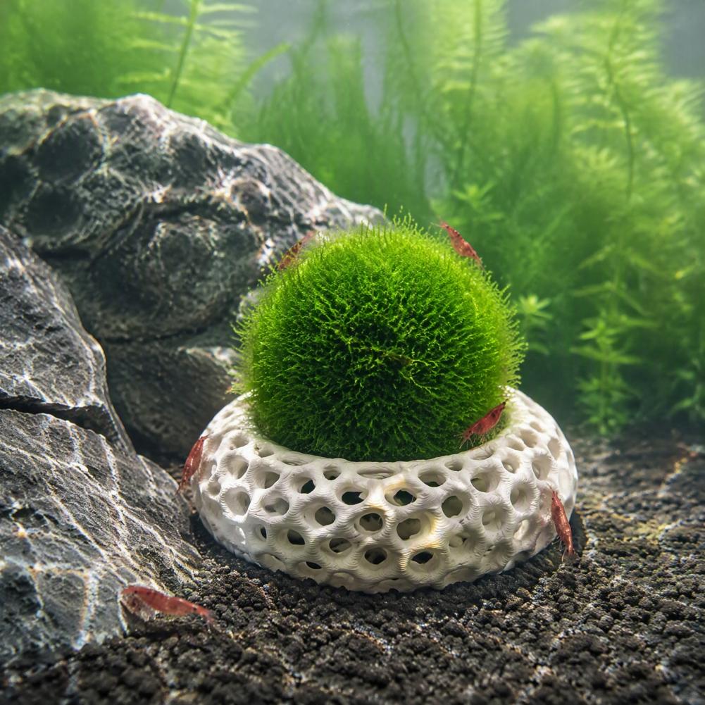 Planted Aquarium Anubias - Décorations d'aquarium pour crevettes, lot de