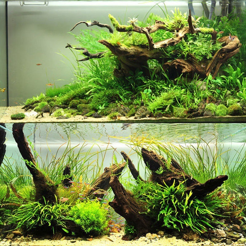 Planted Aquarium With Driftwood - Décoration en forme d'arbre de mousse