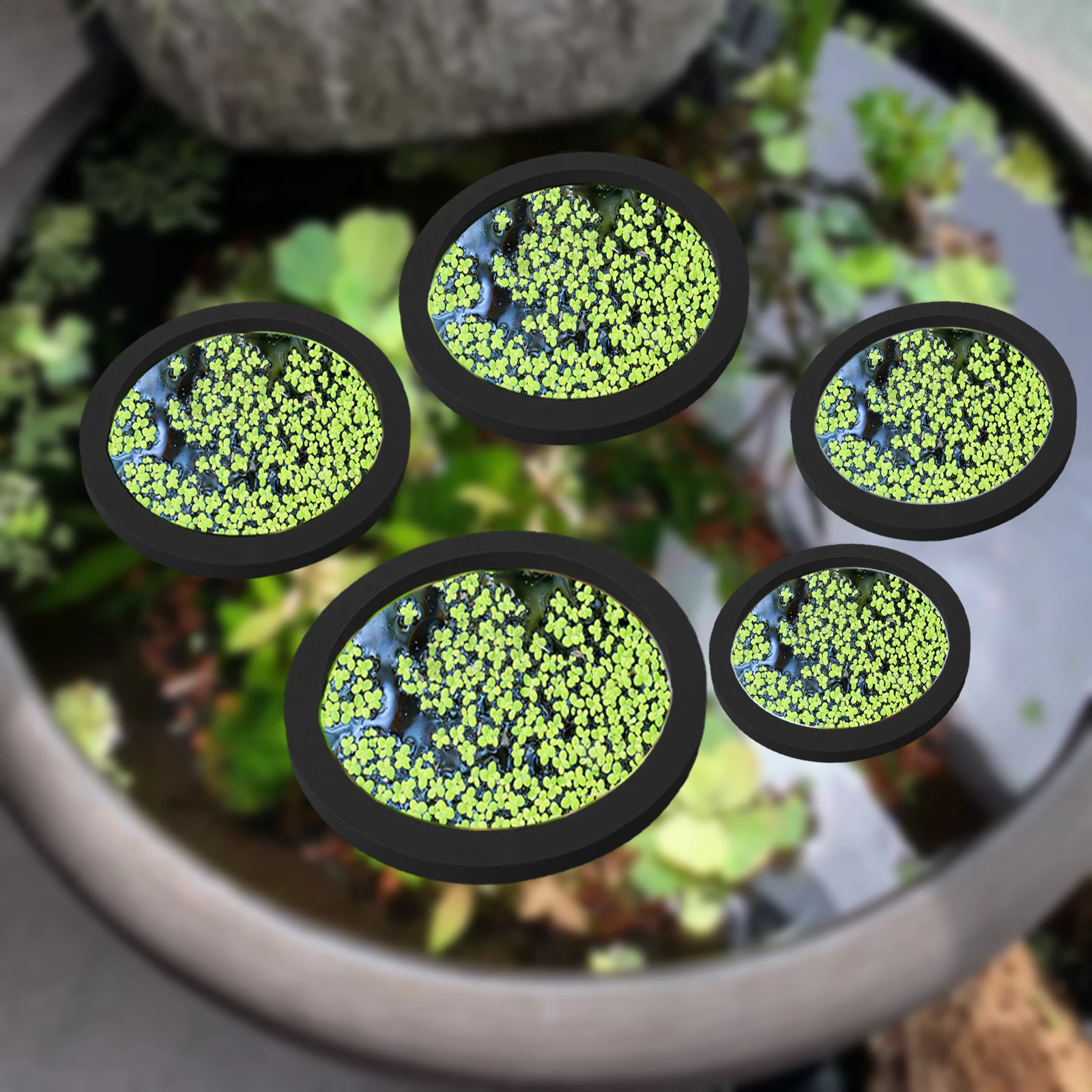 Planted Aquarium Equipment - Anneaux d'Alimentation pour Aquarium, Plante Flottante,