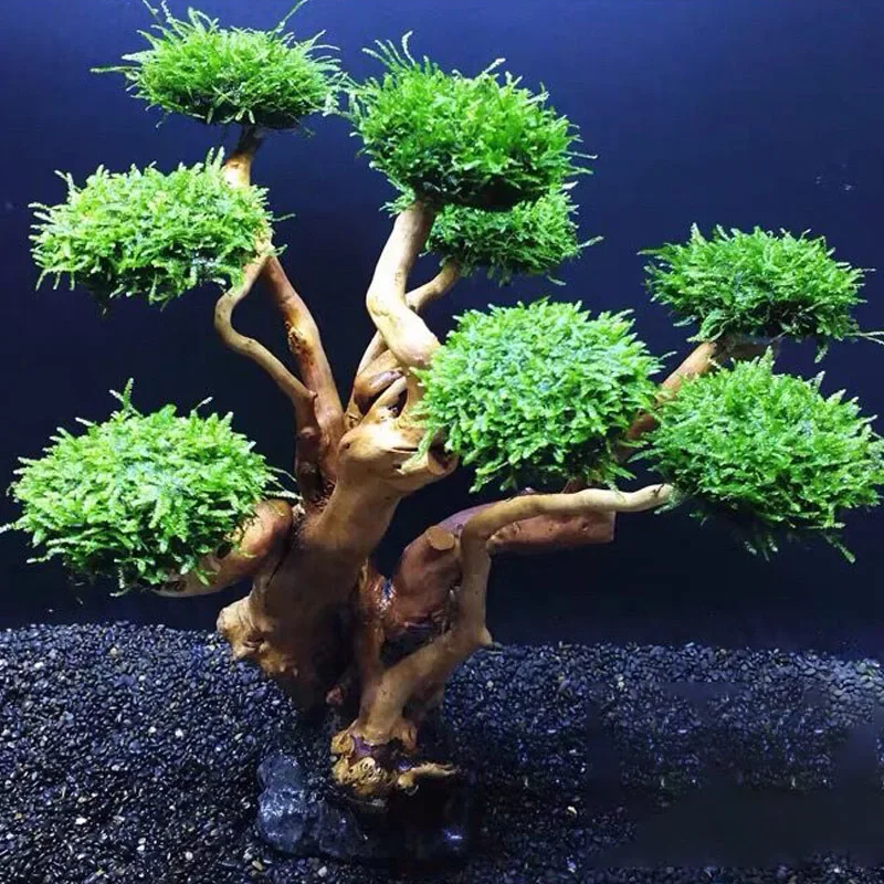 Planted Aquarium With Driftwood - Décoration d'aquarium : Plante, mousse, arbre,