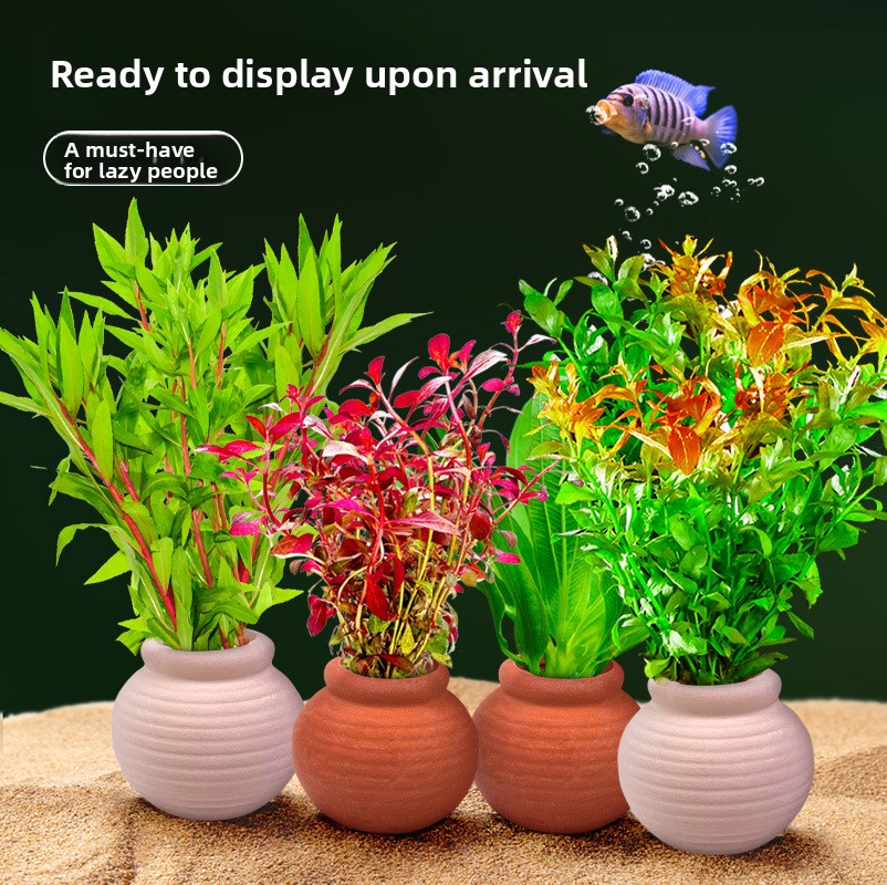 Ancrages pour plantes d'aquari - Planted Aquarium Anubias avis et prix