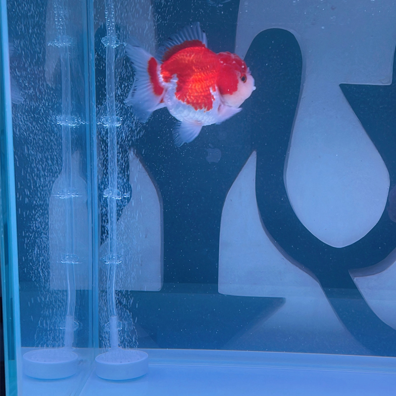 Ventouse pour aquarium, 10 piè - Planted Aquarium Accessories avis et prix