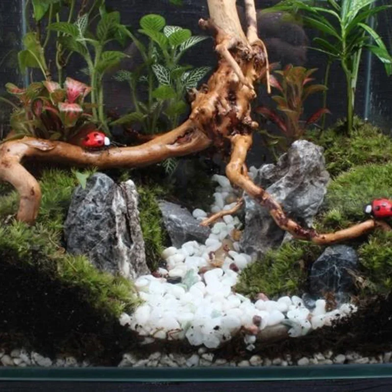 Tronc d'Arbre Naturel en Bois  - Planted Aquarium With Driftwood avis et prix