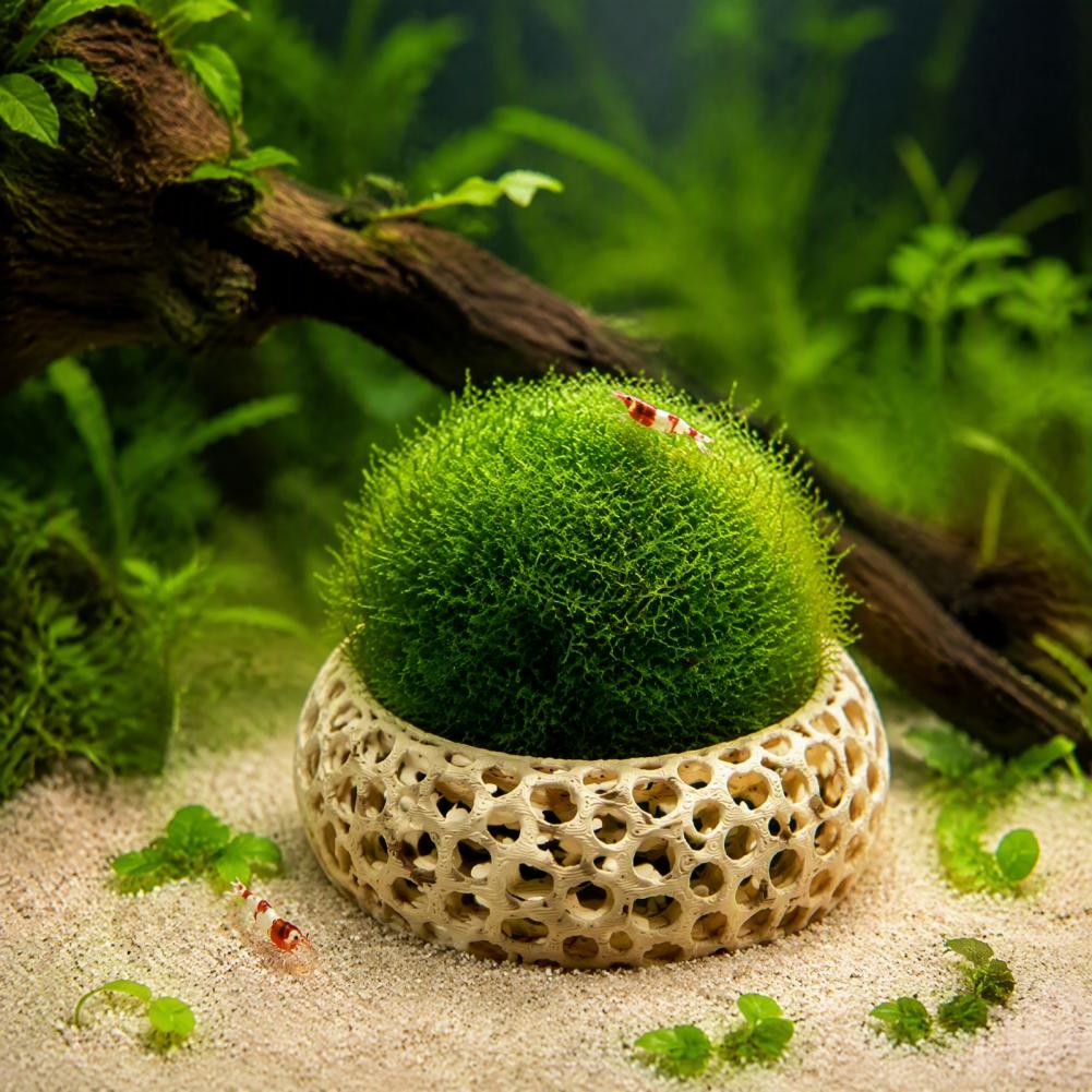Lot de 2 supports pour plantes - Planted Aquarium Anubias avis et prix