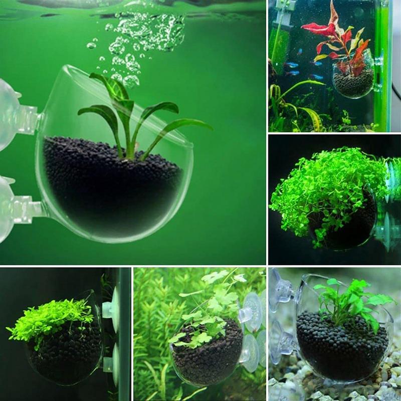 Pot de plantes d'aquarium, tas - Aquarium Planted Seeds avis et prix