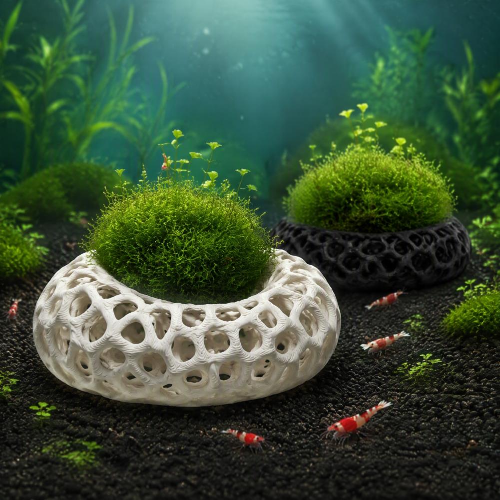 Décor pour aquarium de crevett - Planted Aquarium Anubias avis et prix