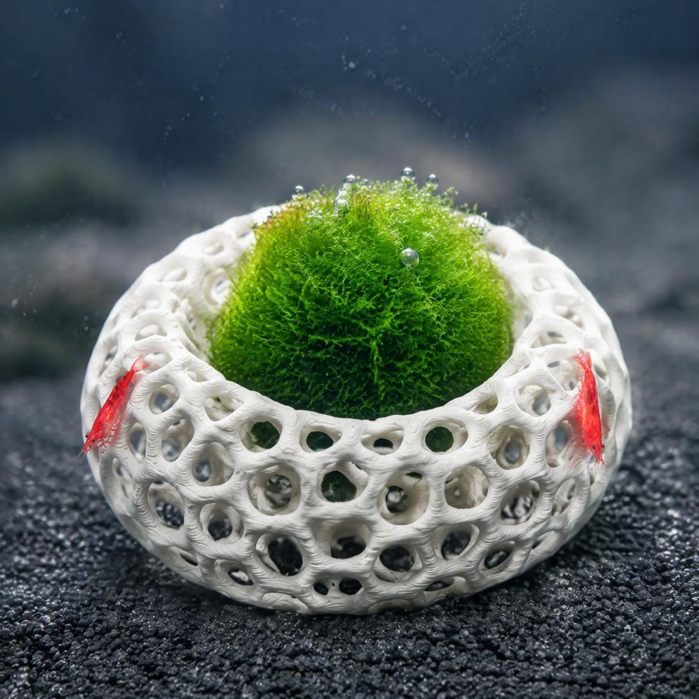 Décor pour aquarium de crevett - Planted Aquarium Anubias avis et prix