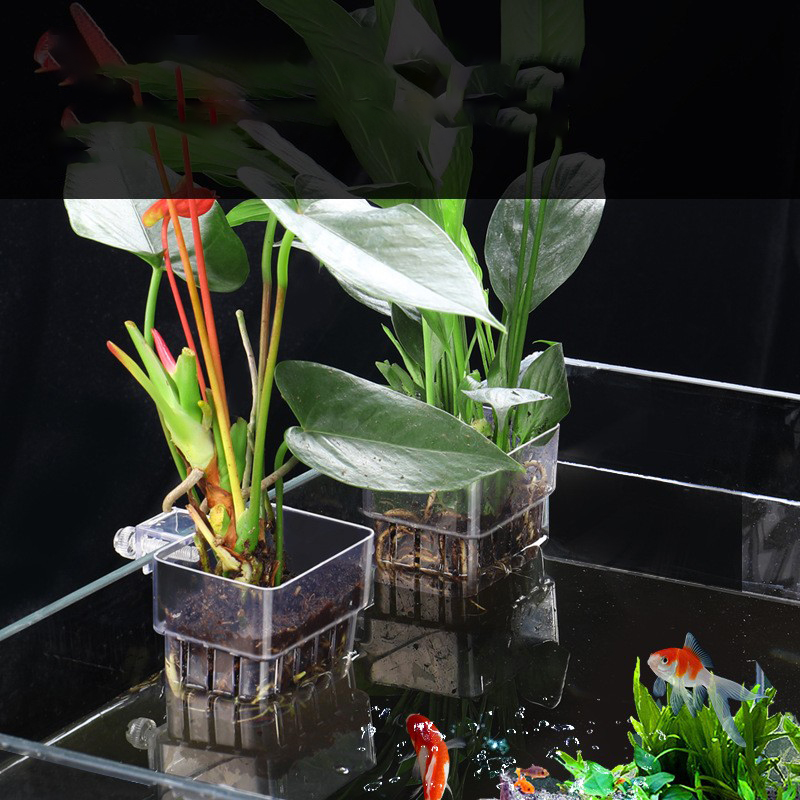 Mir de plantes hydroponiques p - Aquarium Planted Seeds avis et prix