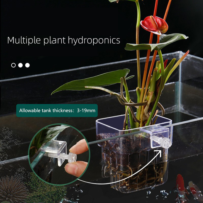 Mir de plantes hydroponiques p - Aquarium Planted Seeds avis et prix