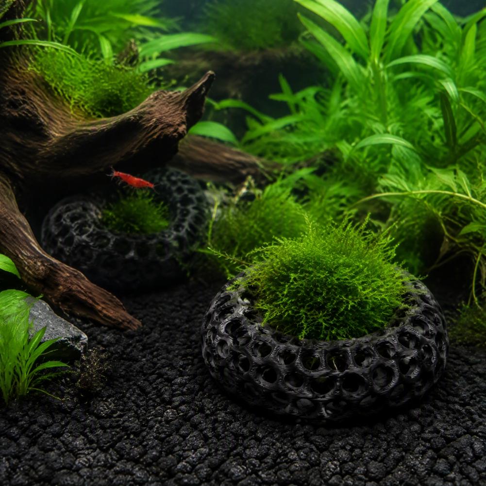Décorations d'aquarium pour cr - Planted Aquarium Anubias avis et prix