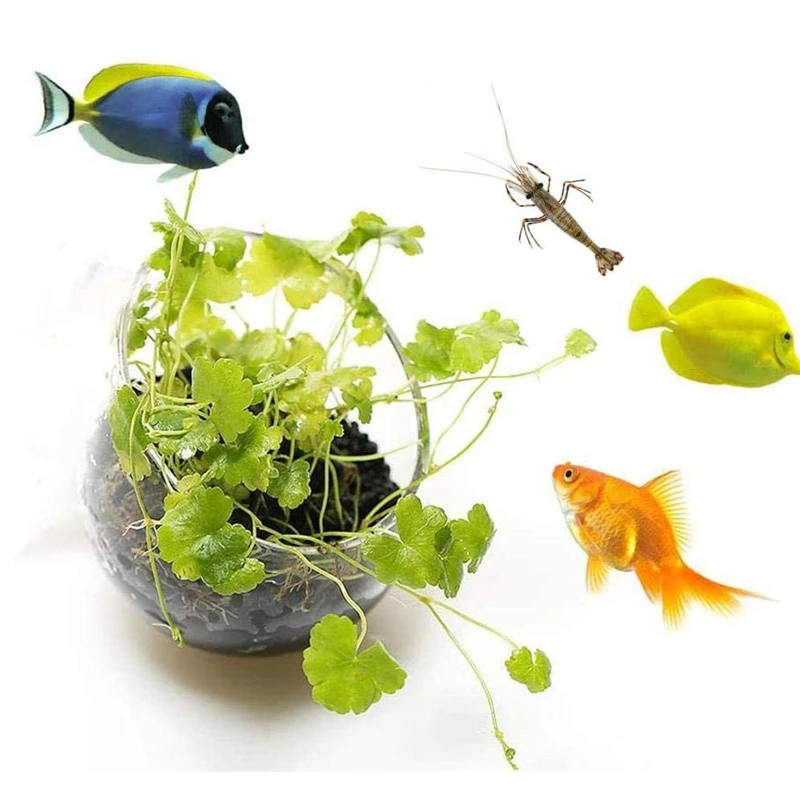 Pot de plantes d'aquarium, tas - Aquarium Planted Seeds avis et prix