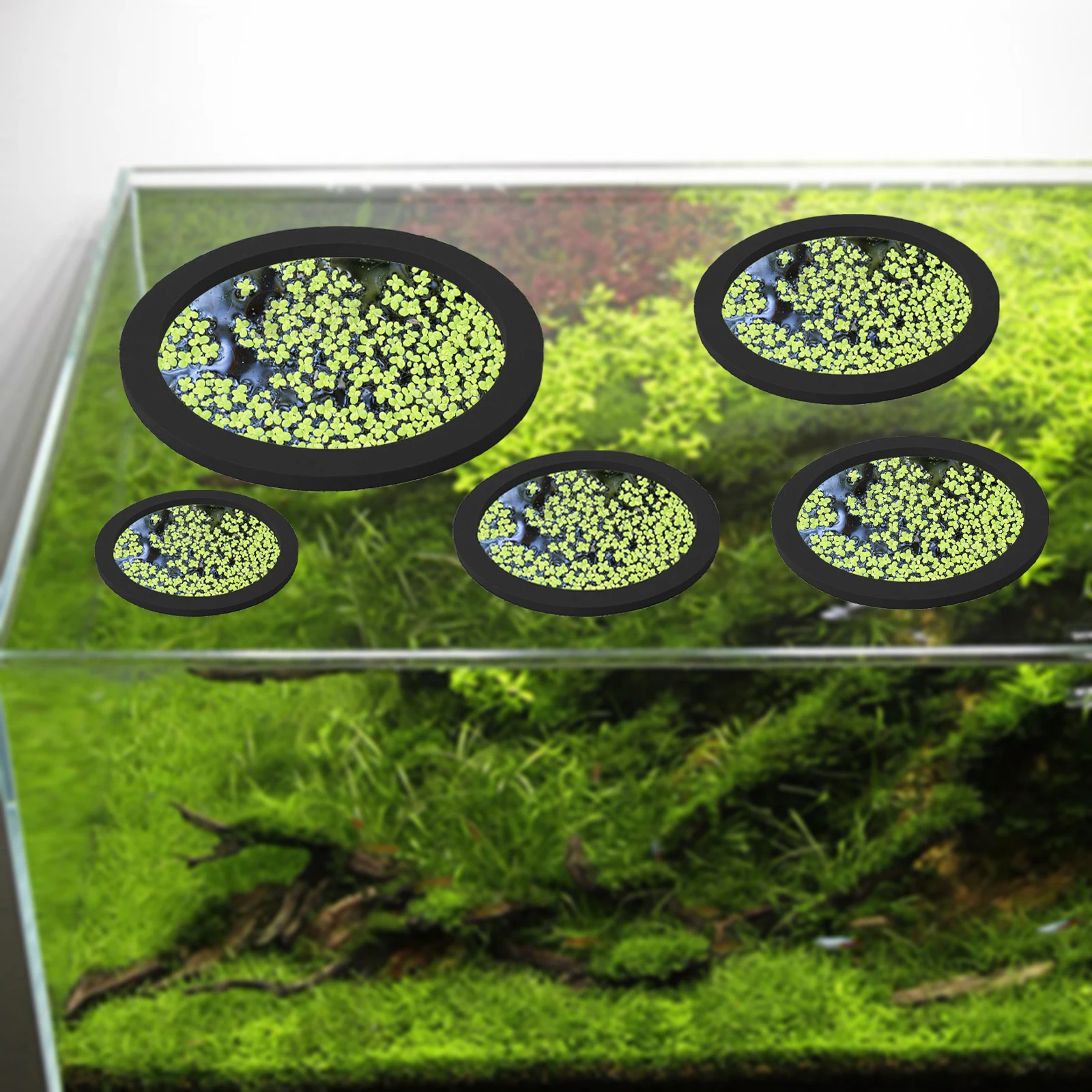 Anneaux d'Alimentation pour Aq - Planted Aquarium Equipment avis et prix