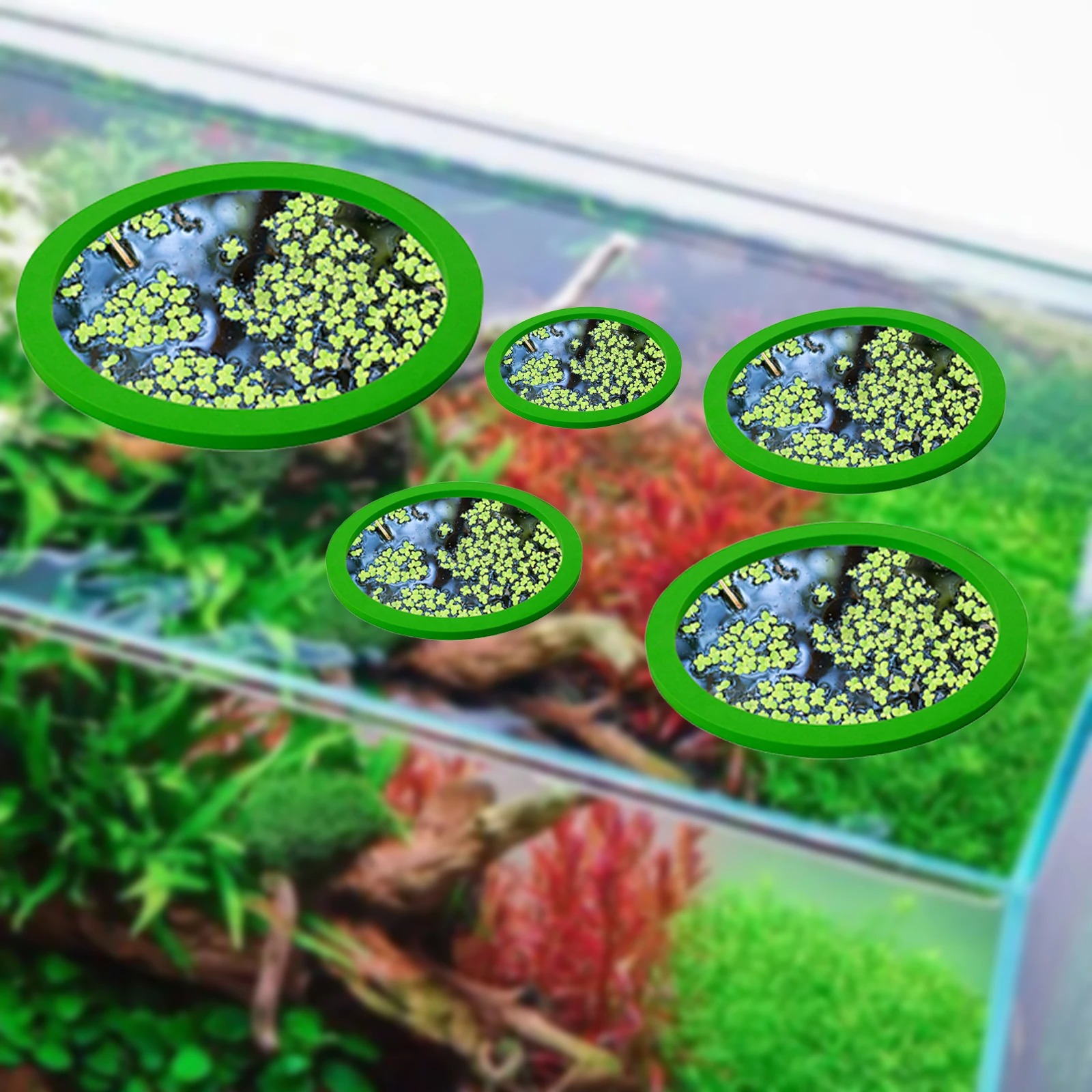 Anneaux d'Alimentation pour Aq - Planted Aquarium Equipment avis et prix