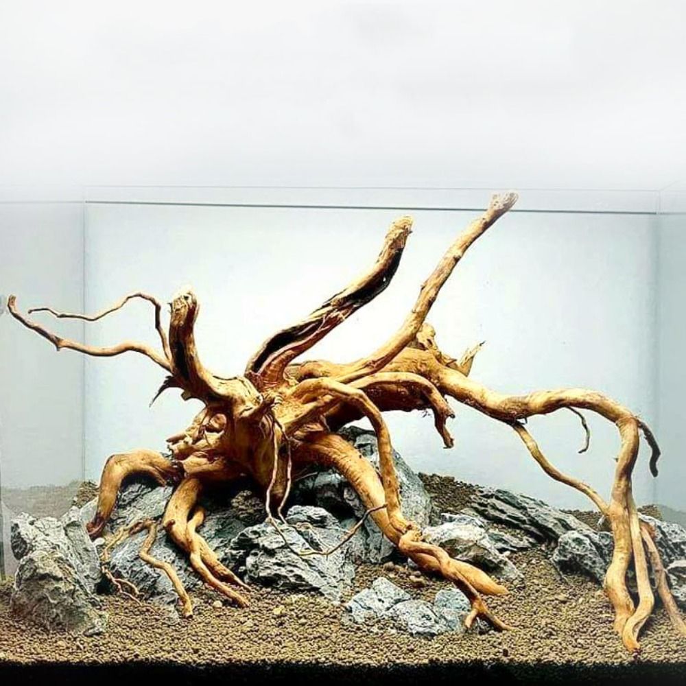 Bois flotté naturel de 20-25 c - Planted Aquarium With Driftwood avis et prix