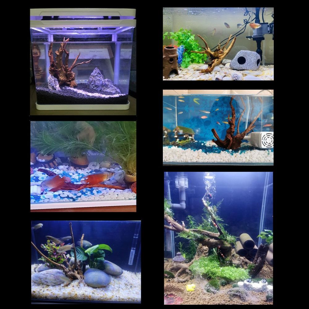 Bois flotté naturel de 20-25 c - Planted Aquarium With Driftwood avis et prix