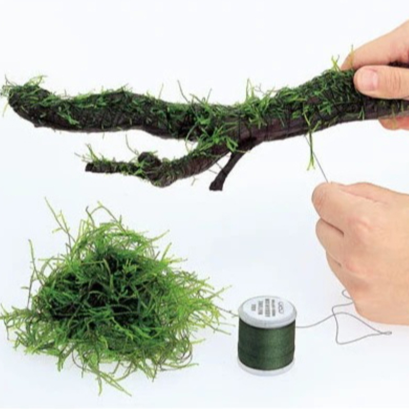 Fil de mousse biodégradable po - Planted Aquarium With Driftwood avis et prix