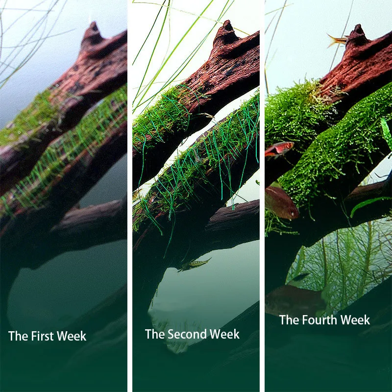 Fil de mousse biodégradable po - Planted Aquarium With Driftwood avis et prix