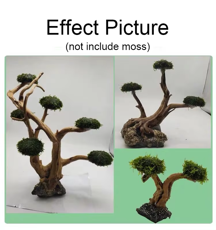 Décoration d'aquarium : Plante - Planted Aquarium With Driftwood avis et prix