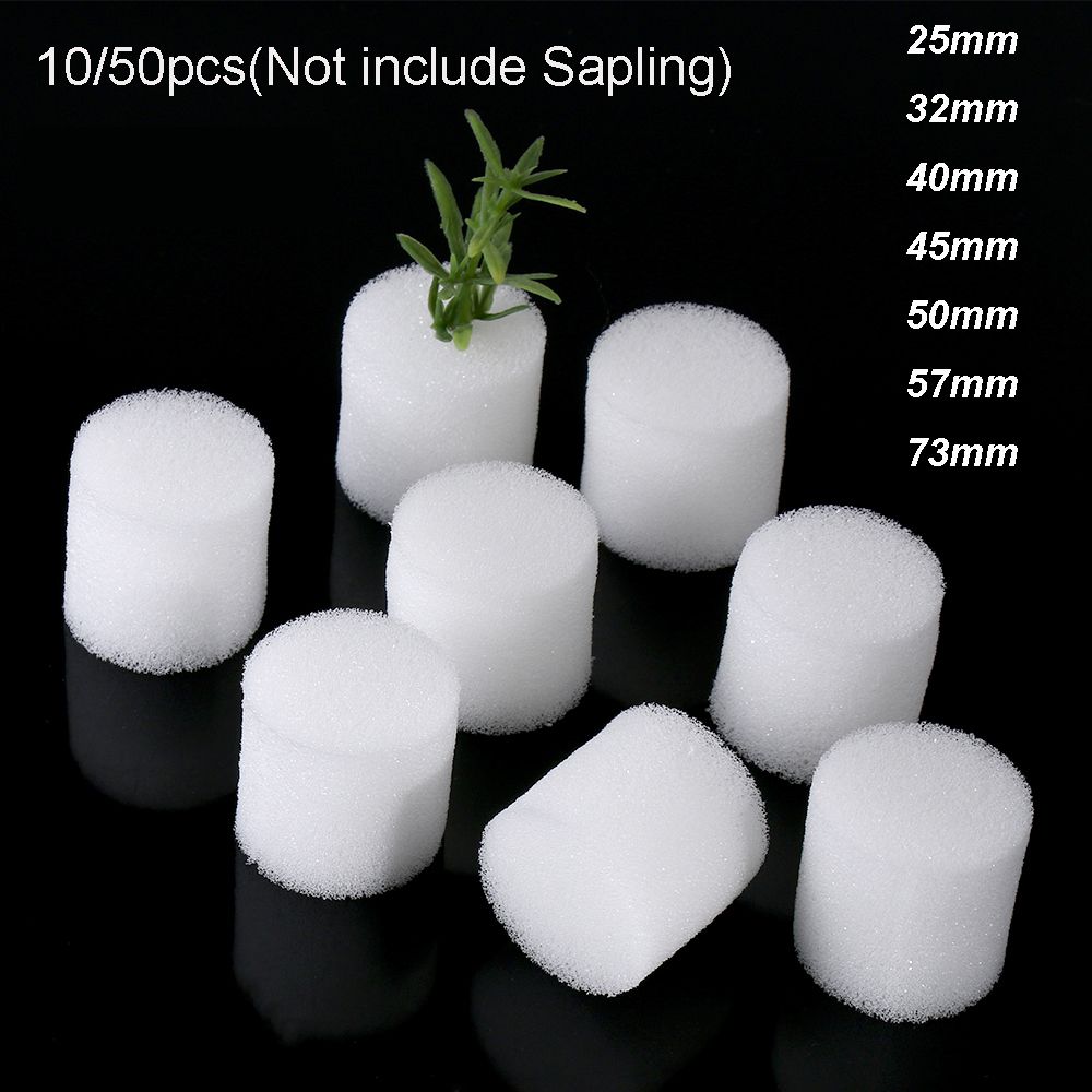 10/50pcs Durable Fournitures D - Aquarium Planted Seeds avis et prix