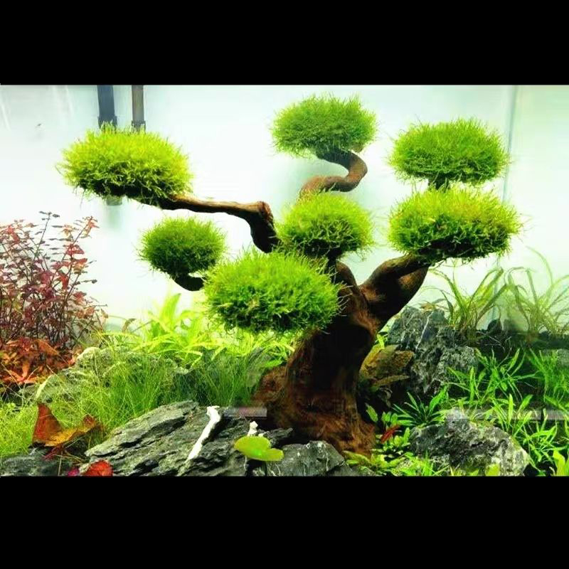 Décoration d'aquarium mousse b - Planted Aquarium With Driftwood avis et prix