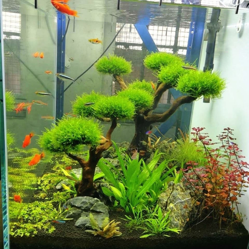 Décoration d'aquarium mousse b - Planted Aquarium With Driftwood avis et prix