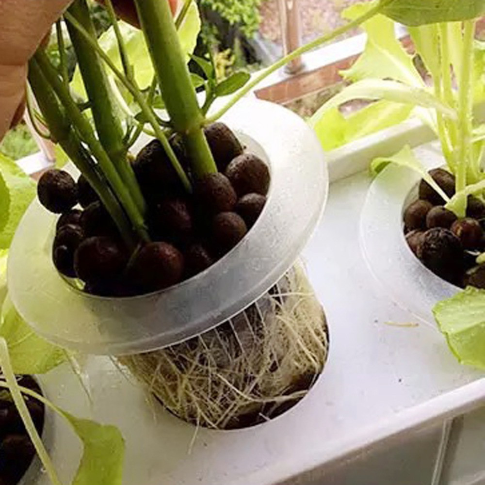 Plateaux de graines hydroponiq - Aquarium Planted Seeds avis et prix